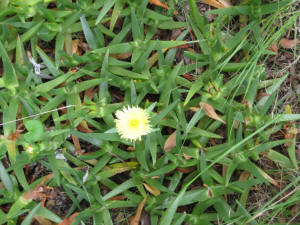 Carpobrotus edulis